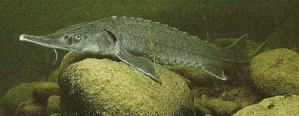 images20.fotosik.pl/115/1c81cc97eff40dcd.gif
