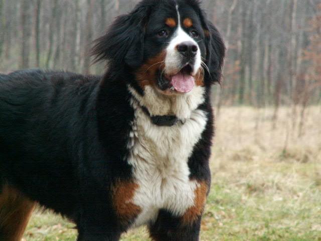 Obrazek