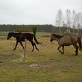 Farys i Jaris...Farys też chce się pobawić w ganianego:))) #koń #konie