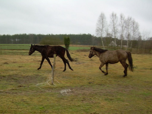 Farys i Jaris...Farys też chce się pobawić w ganianego:))) #koń #konie