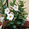 dipladenia 2