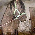 no rób te zdjęcia póki mam ochotę pozować:))) #koń #konie