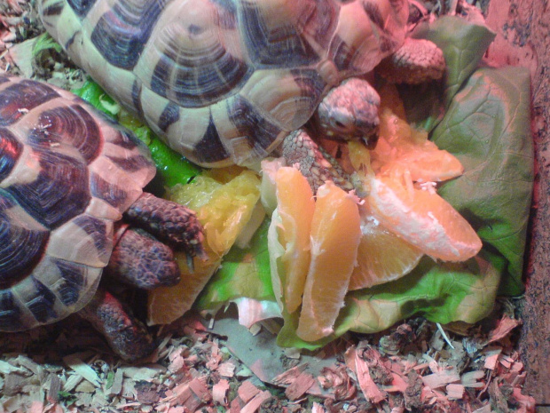Żółwie przy misce #Żółwie #Jedzenie #Pomarańcza #Gady #Makro #Zwierzęta