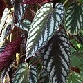 cissus discolor