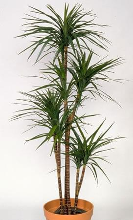 dracena 1