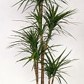 dracena 1