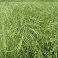 asparagus-krzew