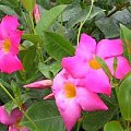 dipladenia 1
