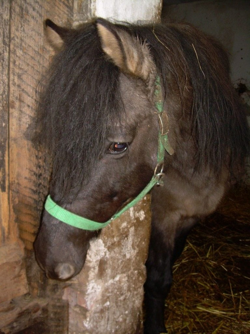 a kuku...:))) #koń #konie