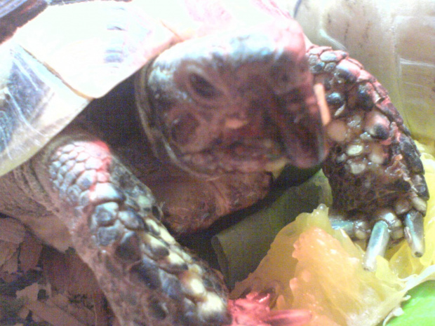 Żółwie przy misce #Żółwie #Jedzenie #Pomarańcza #Gady #Makro #Zwierzęta