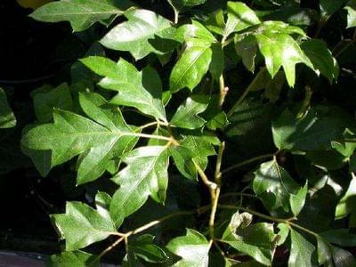 Cissus rhombifolia 1