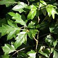 Cissus rhombifolia 1