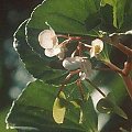 begonia cucullata