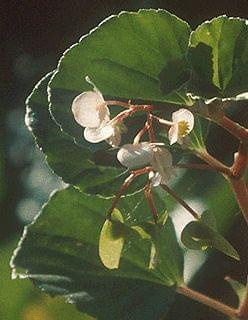 begonia cucullata