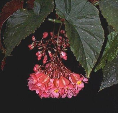 begonia