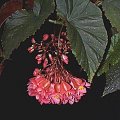 begonia