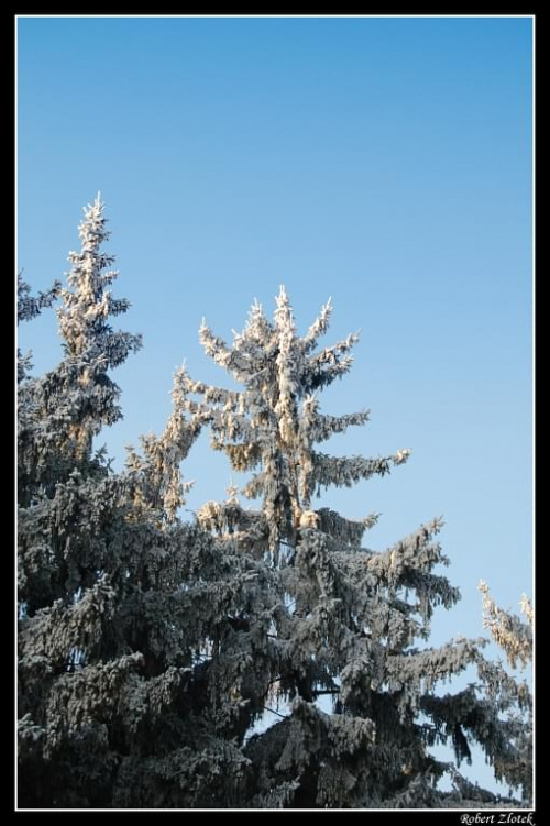 wpsomnienie zimy - odsłona 2 #zima #śnieg #choinka