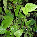 cissus antarktica 2