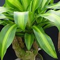 dracena 2
