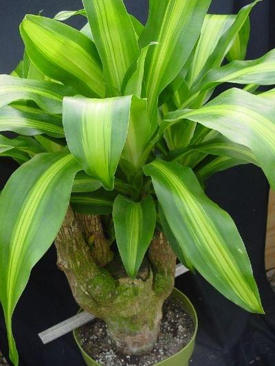 dracena 2