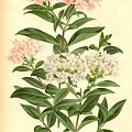 buvardia