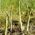 asparagus-sadzonki