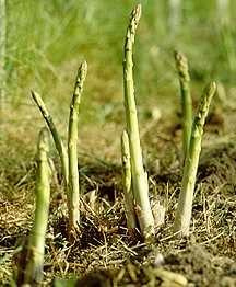 asparagus-sadzonki