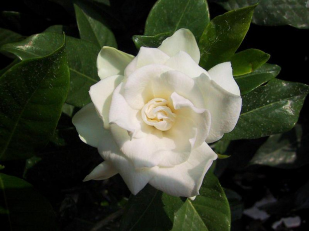 gardenia2