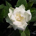 gardenia2