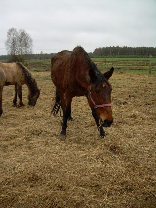 Fabia chyba już nie chcę pozować:))) #koń #konie
