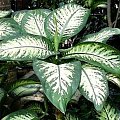 diffenbachia1