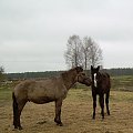 pobawimy się???:))) Farys i Jaris... #koń #konie