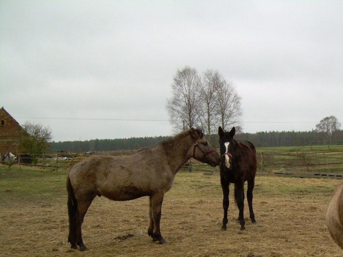 pobawimy się???:))) Farys i Jaris... #koń #konie