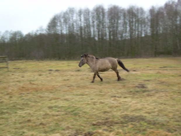Nikar...uwielbiam widok biegnących koni...chyba nie ma nic piękniejszego... #koń #konie