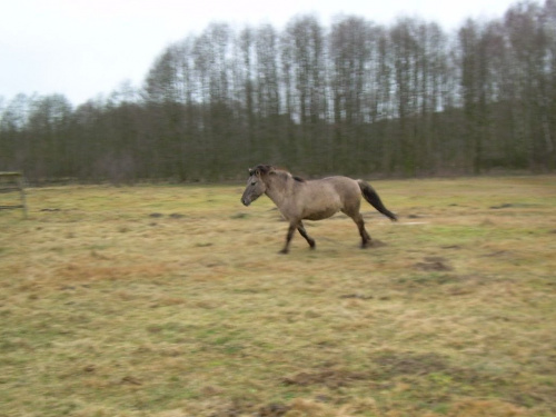 Nikar...uwielbiam widok biegnących koni...chyba nie ma nic piękniejszego... #koń #konie