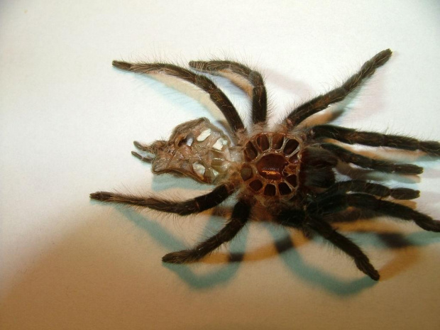 Zdjęcia wylinki pająka kolegi.
Brachypelma albopilosum. #Biały