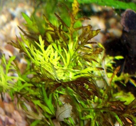 hygrophila difformis i okrzemki