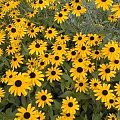 rudbekia2