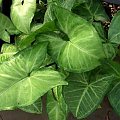 sygnonium