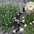 santolina_pinnata