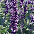 Salvia farinacea