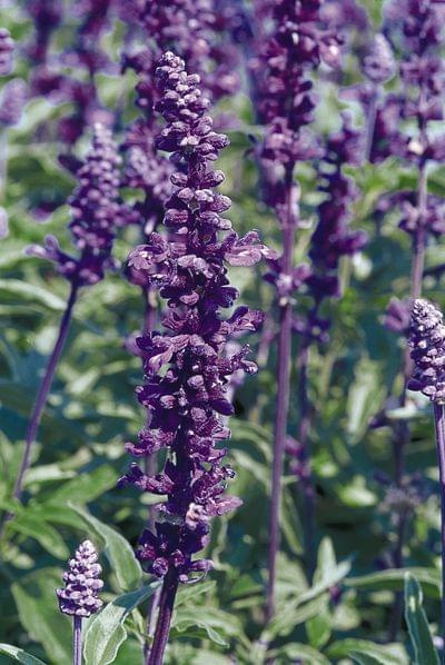 Salvia farinacea