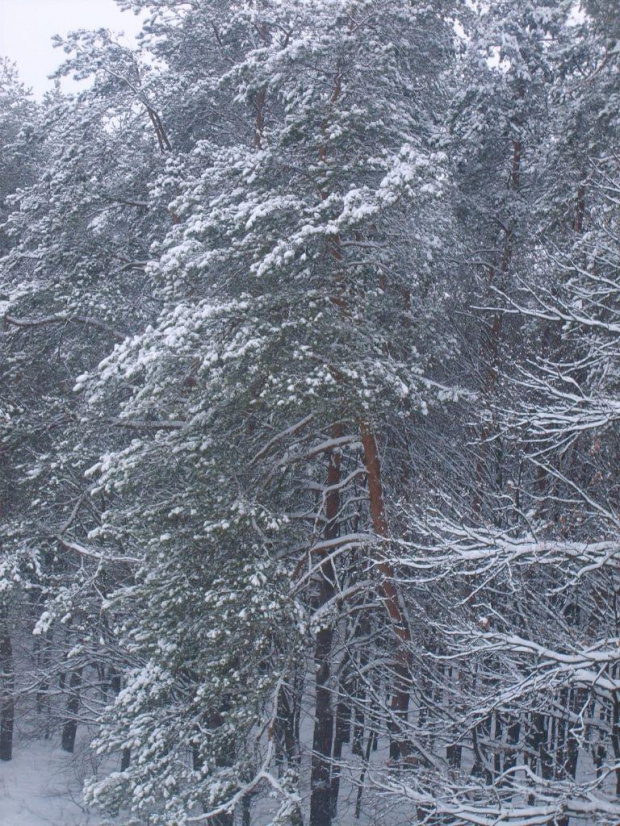 Zima w Kraśniku