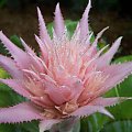 bromeliad #kwiatki