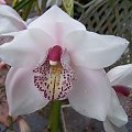 orchidea #kwiatki