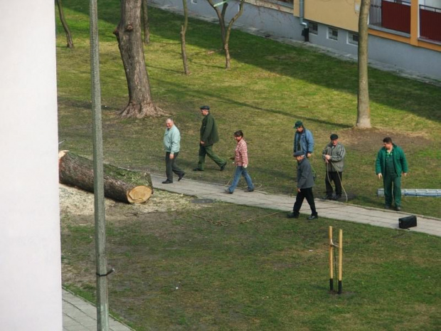 Akcja zorganizowanej grupy przewracaczy drzew #Puławy