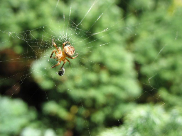 Pajaczek, pajaczek... #PająkPajakSpiderOwad