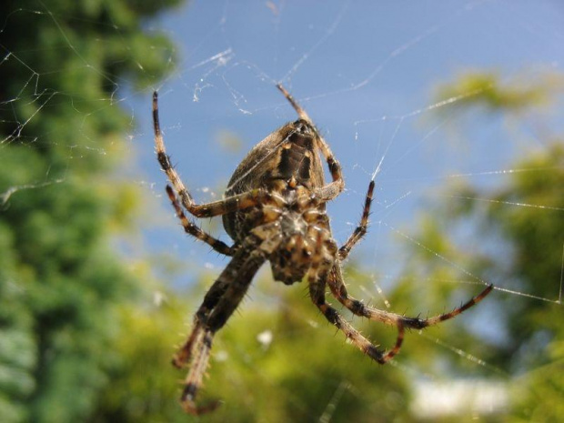 Pajaczek, pajaczek... #PająkPajakSpiderOwad