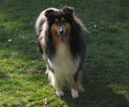 FLUFFY LOVELY ANGEL Hippocampus #FLUFFYLOVELYANGELHippocampus #Flaffcia #Fluffy #collie #lassie