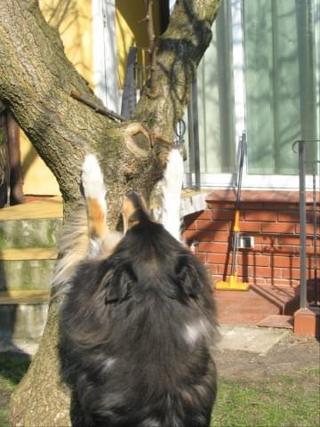 FLUFFY LOVELY ANGEL Hippocampus #FLUFFYLOVELYANGELHippocampus #Flaffcia #Fluffy #collie #lassie